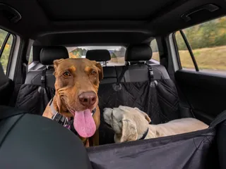 Dog Car Safety: 8 Vet-Reviewed Tips to Keep Your Pup Safe