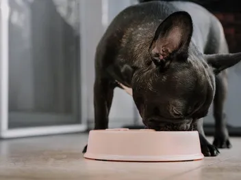 11 Best Dog Foods for Small Dogs in 2026 - Reviews & Top Picks