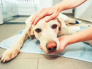 What Is Dog Snow Nose? Vet Approved Advice & Care
