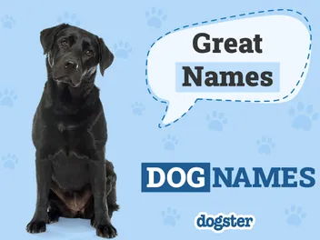 150+ Great Dog Names: Popular & Top Ranked Names in 2026