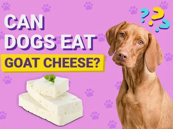 Can Dogs Eat Goat Cheese? Vet-Verified Nutrition Facts & FAQ