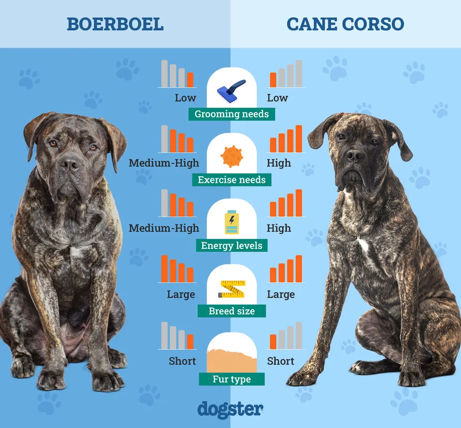 Dogster_Side by Side Comparison_ Boerboel vs Cane Corso