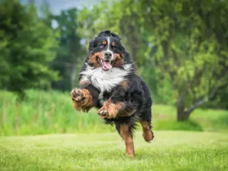 How Fast Can a Bernese Mountain Dog Run? Top Speed & Determining Factors