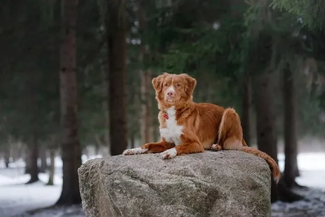 Top 10 Duck Hunting Dog Breeds (With Info & Pictures)