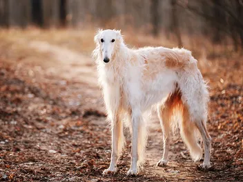 10 Long-Snouted Dog Breeds (With Info & Pictures)