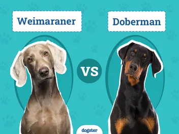 Weimaraner vs. Doberman: Key Differences (With Pictures)