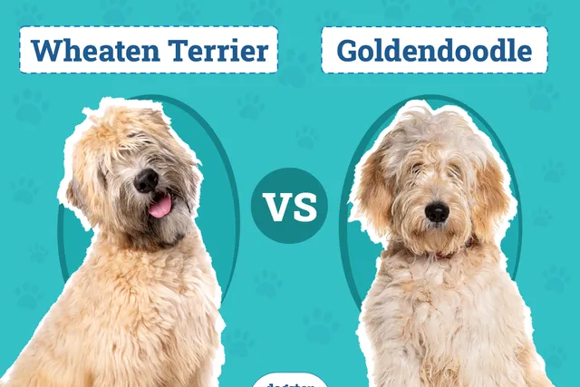 Wheaten Terrier vs. Goldendoodle: Differences Explained (With Info & Pictures)