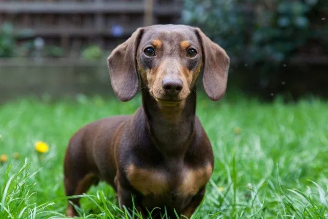 6 Miniature Dachshund Health Problems: Our Vet Discusses Causes, Signs & Prevention