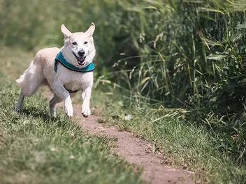 13 Great Off-Leash Dog Parks in Phoenix, AZ, You Can Visit Today