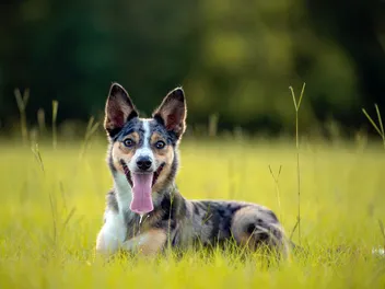 Koolie Dog Breed: Info, Pictures, Care, Traits & More