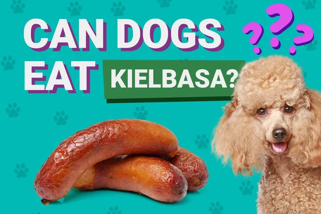 Can Dogs Eat Kielbasa? Vet Reviewed Facts & FAQ