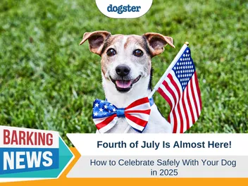 Fourth of July Is Almost Here: How to Celebrate Safely With Your Dog