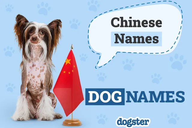 100+ Chinese Dog Names: Unique & Meaningful Ideas