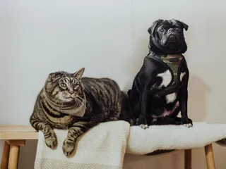7 Interesting Superstitions About Pets (Is There Any Truth to Them?)