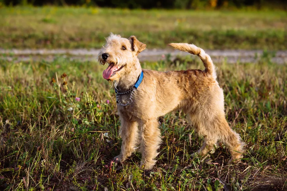 Lakeland Terrier Dog walking on the field