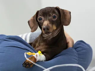Are There Side Effects of Anesthesia in Dogs? Our Vet Explains Care Tips & FAQ