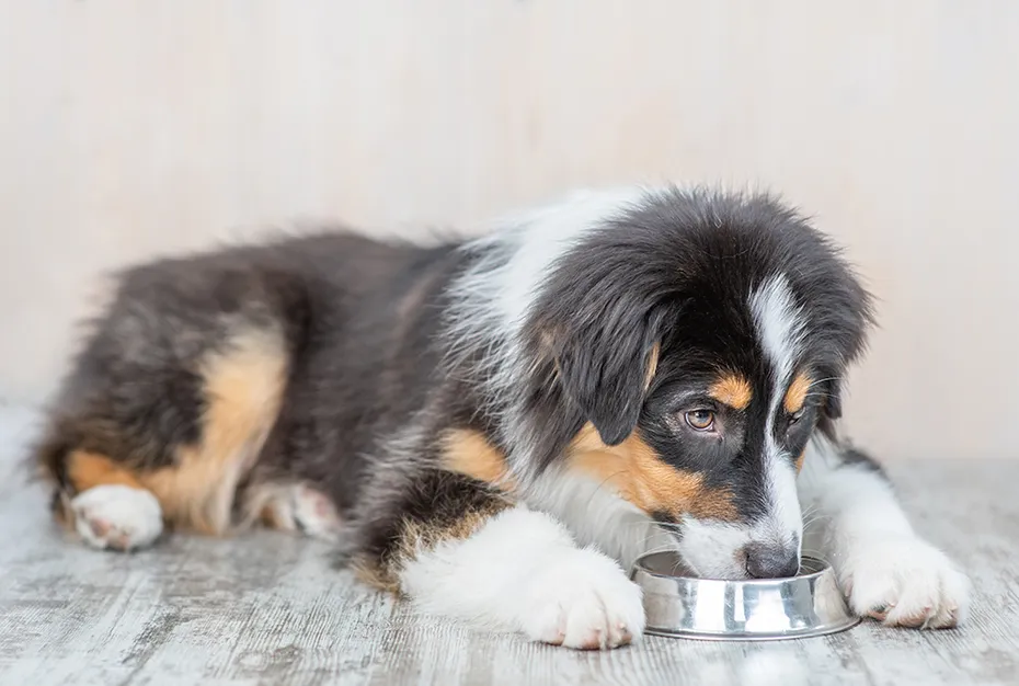 mini australian shepherd eating from a bowl