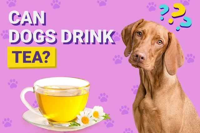 Can Dogs Drink Tea? Vet-Approved Nutrition Facts & FAQ