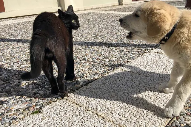 How to Stop Your Dog from Chasing Your Cat: 4 Vet-Verified Proven Ways