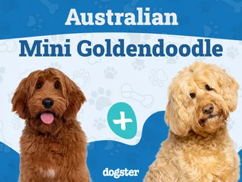 Australian Mini Goldendoodle Dog Breed: Info, Pictures, Care Guide & More