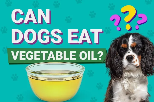 Can Dogs Eat Vegetable Oil? Vet-Verified Facts & FAQ