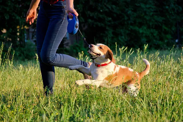 Are Retractable Leashes Bad For Dogs? Vet-Verified Pros & Cons