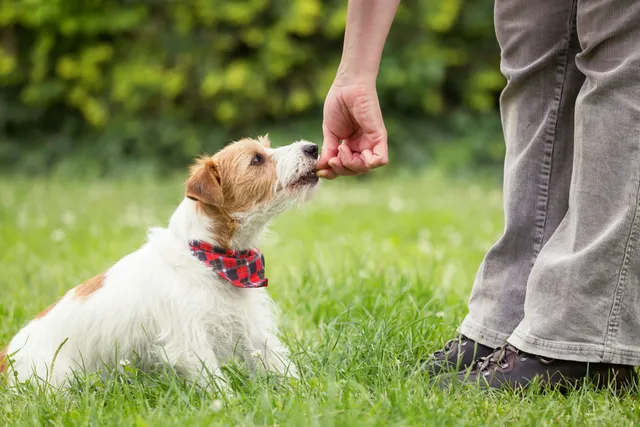 How to Give a Dog a Treat: Vet Approved Tips, Do's & Don'ts