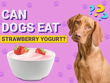 Can Dogs Eat Strawberry Yogurt? Vet-Reviewed Nutrition Advice & Facts