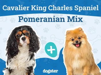 Cavapom Dog Breed: Info, Pictures, Care Guide & More