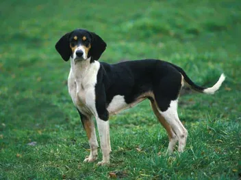 Anglo-Français de Petite Vénerie Dog Breed: Info, Pictures, Care & More