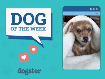 Dogster Photo Contest: Dogs of the Week Winners (April 10, 2025)