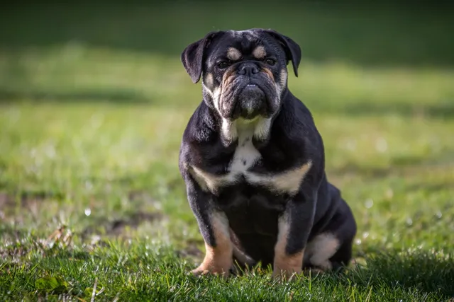 Why Do Bulldogs Have Wrinkles? Facts, Risks & Preventive Care (Vet-Reviewed)