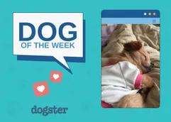 Dogster_Featured Image_Vertical_Winner_Home Page TEMPLATE_v1_Oct 14 2024_Vertical.psd