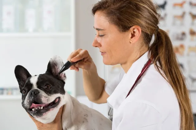 Which Dogs Are Prone to Deafness? 9 Vet-Reviewed Breeds