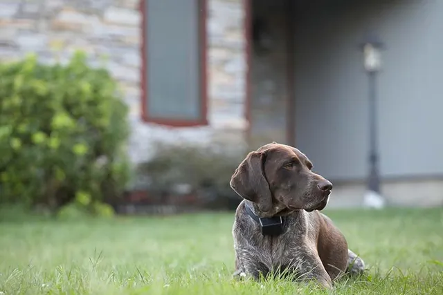 10 Most Popular Dog Breeds in New Jersey: 2026 Update (With Info & Pictures)