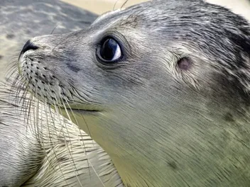 Why Do Seals Look Like Dogs? Biological Classification Explained