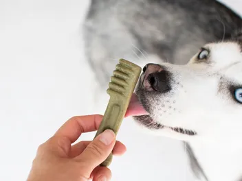 10 Best Dental Treats for Dogs in 2026 – Reviews & Top Picks
