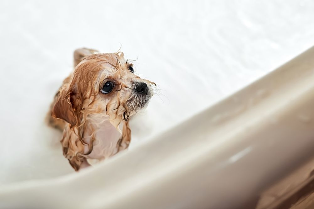 wet maltipoo bathing in the bathtub
