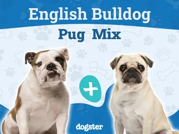 Miniature Bulldog (Pug & English Bulldog Mix): Info, Pictures, Care & More