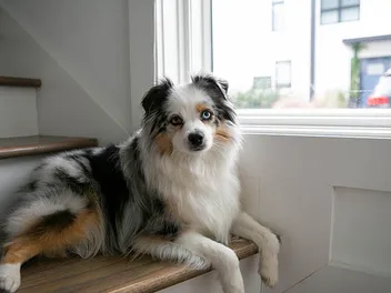 When Do I Spay or Neuter My Australian Shepherd? Vet-Approved Facts & Tips