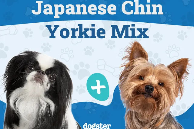 Jarkie (Japanese Chin & Yorkie) Dog Breed: Info, Pictures, Care & More