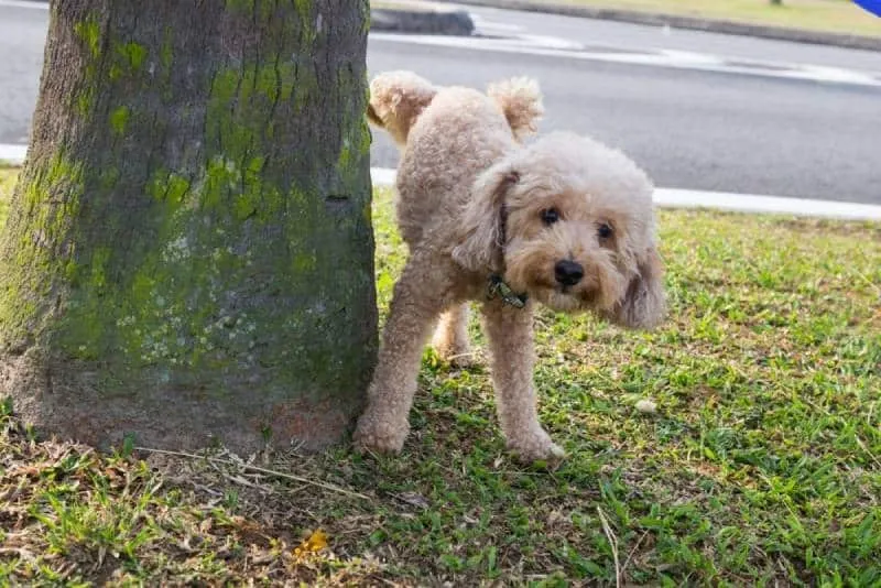 dog peeing on tree
