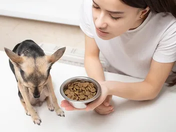 How to Tell If Dry Dog Food Has Gone Bad? Signs & 9 Tips to Keep It Fresh