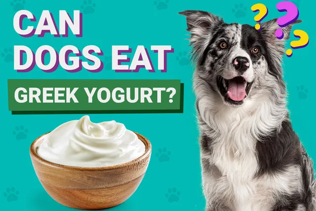 Can Dogs Eat Greek Yogurt? Vet-Verified Nutrition Facts & FAQ