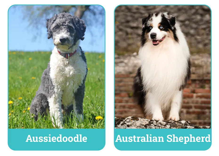 Aussiedoodle vs Australian Shepherd