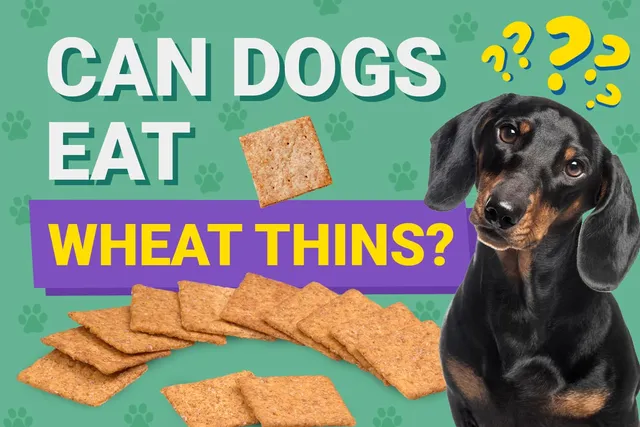 Can Dogs Eat Wheat Thins? Vet-Approved Nutrition Advice