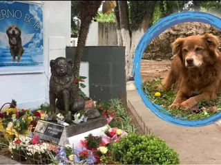 Till Death and Beyond: How One Dog's Loyalty Inspired a Law for Eternal Companionship