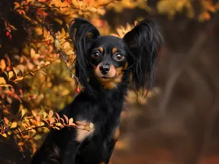 Russian Toy Terrier (Russkiy Toy): Info, Pictures, Facts, & Traits
