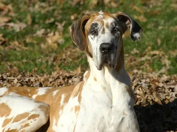 Fawnequin Great Dane: Info, Pictures, Origin & History