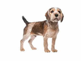 Cava Tzu (Cavalier King Charles Spaniel & Shih Tzu Mix): Info, Pictures & Care